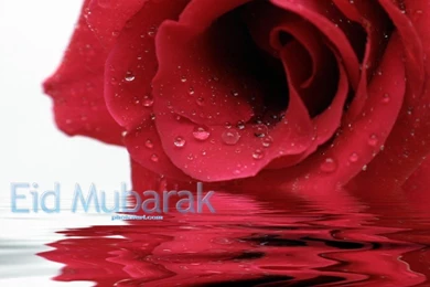 Eid Rose Wallpapers Free Download