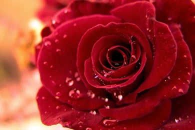 YouWall   Red Rose Wallpapers   Wallpaper,wallpapers,free Wallpapers ...