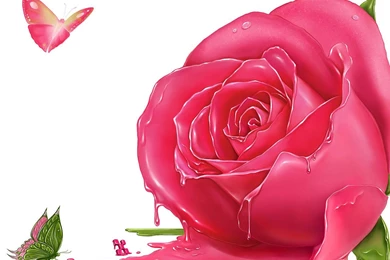 Roses Wallpapers Free 31891 HD Wallpapers