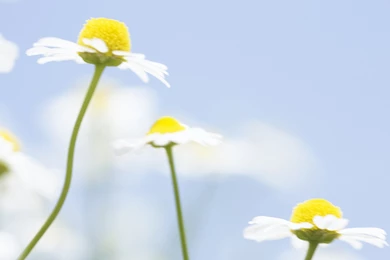 Cherry, Wallpaper, Sweet, Desktop (