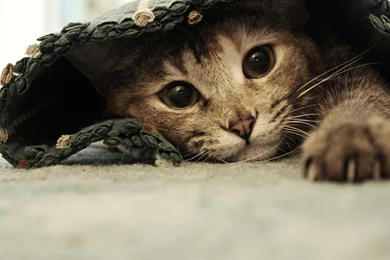 Free Cat Pictures To Download   Wallpapers High Definition