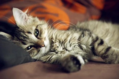 Cats: Cutie Kitty Adorable Cat Cute Sweet Desktop Wallpapers For ...