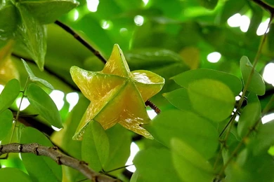 Sweet Cute Carambola HD Desktop Wallpapers 3 － Cate Wallpapers ...