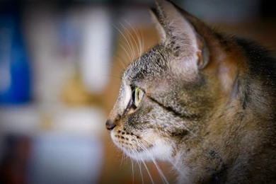 Cats Observing Cat Animal Kitten Sweet Desktop Wallpapers ~ Cats ...