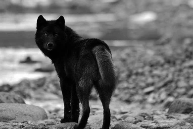 Black Wolf Wallpapers, Images, Photos, Pictures & Pics