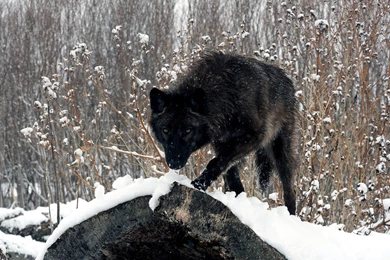 Black Wolf Wallpapers
