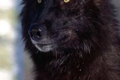 Black Wolf S4 Wallpapers