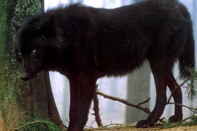 Desktop Hd Wallpapers Black Wolf 3d Hd Pictures.