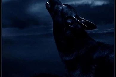 Dark Wolf Wallpapers   Http://wall.ws/452915/dark wolf wallpapers ...