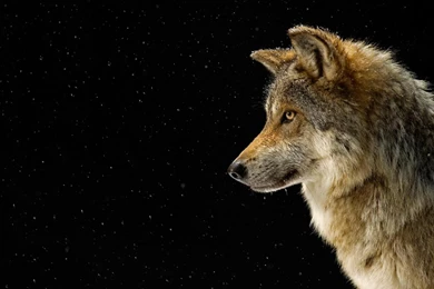 Wolf Black Backgrounds