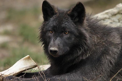 HD Black Wolf Wallpapers
