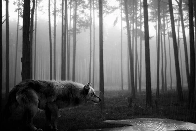 Creative & Graphics Black And White Wild Wolf Wallpaper. Black And ...
