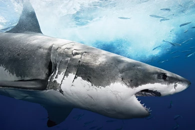 Wallpapers Box: The Great White Shark Hi Def Wallpapers