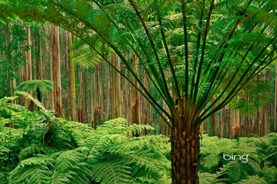 Best Of Bing Australia   Australian Landmarks & Animals Wallpapers ...