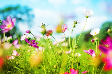 Download Nice Spring Backgrounds 1440x900   Full HD Wall