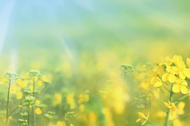 Spring Background Images   Wallpapers HD Wide