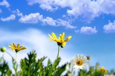 Spring Backgrounds HD Desktop Wallpapers : High Definition ...