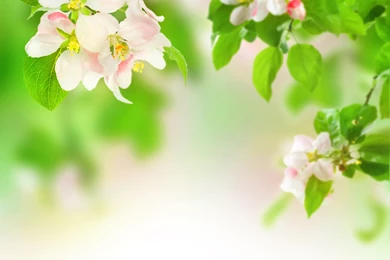 Spring_Background.jpg?m=1399676400