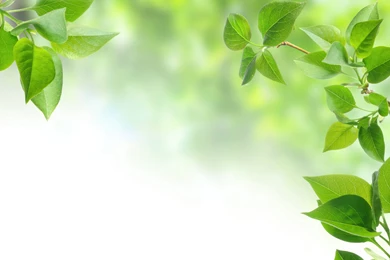 Backgrounds Spring   Wallpapers Cave