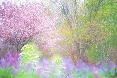 30+ Spring Backgrounds, Wallpapers, Images, Pictures