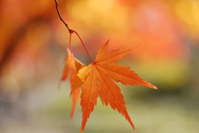 Windows 8 Official Wallpapers 47, HD Wallpapers Downloads