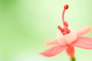 Huge Wallpapers Bundles: Windows 8 Official Flower Wallpapers ...