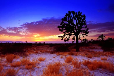 Joshua Tree Wallpapers HD
