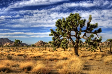 82 Joshua Tree National Park HD Wallpapers