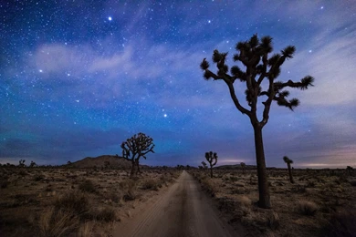 Joshua Tree National Park Night   Wallpaper.