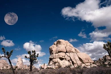 Joshua Tree Wallpapers