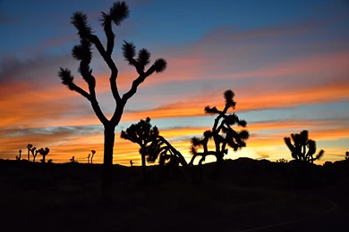Joshua Tree Black And White   Wallpaper.