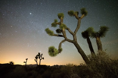 Joshua Tree Night Wallpapers   Wallpaper.