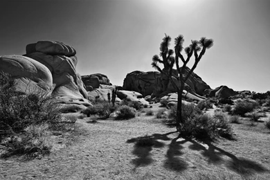 Joshua Tree BW By Guidoanselmi On DeviantArt