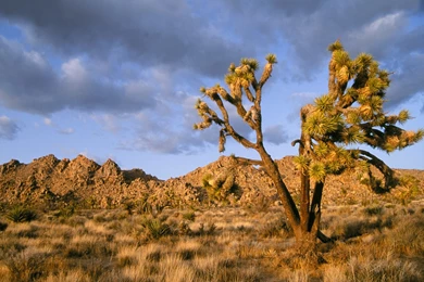 1600x1200px Joshua Tree National Park