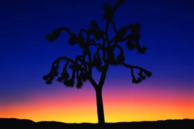 Joshua Tree At Dusk HD Desktop Wallpapers : Widescreen : Mobile