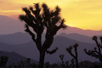 Sunset National Park Joshua Tree National Park Wallpapers ...