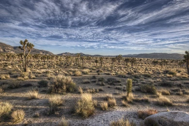Landscapes Nature Deserts California Joshua Tree Skies Wallpapers ...