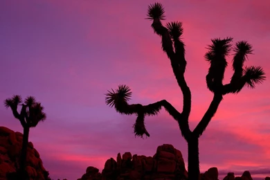 Joshua Tree Winter Camping   Wallpaper.