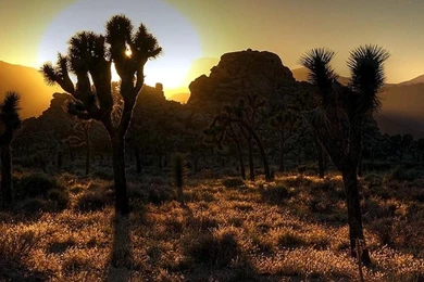 Joshua Tree Sunset Wallpapers   (