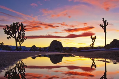 Evanescent Light : Joshua Tree