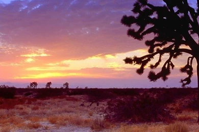 Sunset Desert California Mojave Joshua Tree Wallpapers ...