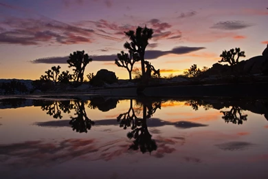 Evanescent Light : Joshua Tree