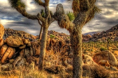 iPhone 6S   Earth/Joshua Tree National Park   Wallpapers ID: 233836