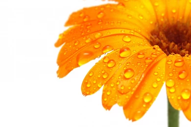 Orange Flowers Wallpapers