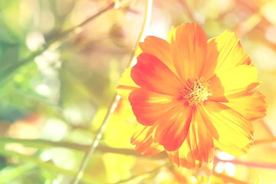 Desktop Orange Floral Backgrounds Wallpapers