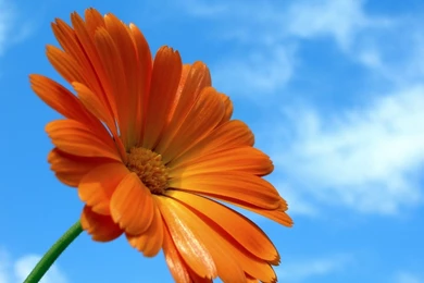 Orange Flower Wallpapers