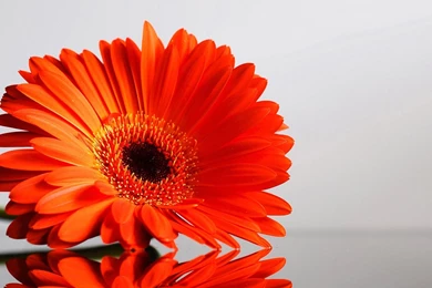Orange Flower