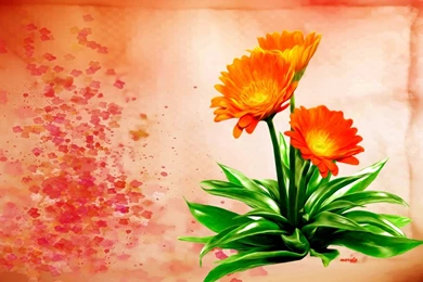 Flowers: Orange Flowers Spring Nature Flower Full HD Wallpapers For ...