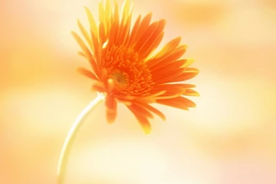 Color Colorful Flower Orange Flower – Nature Flowers HD Desktop ...