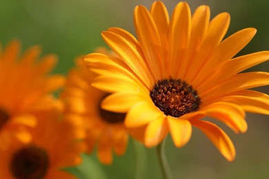 High Quality Orange Flowers Wallpapers